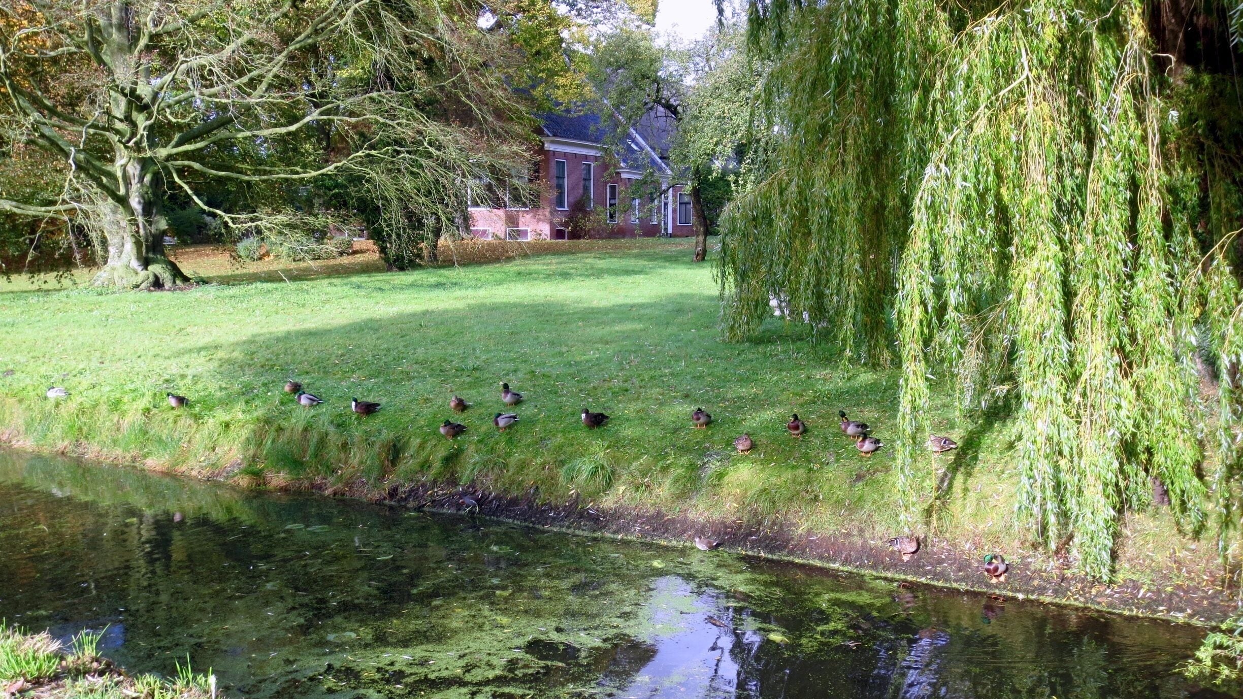 Bovenhuizen, Waddenzeeroute, Eenden aan de rand van de sloot