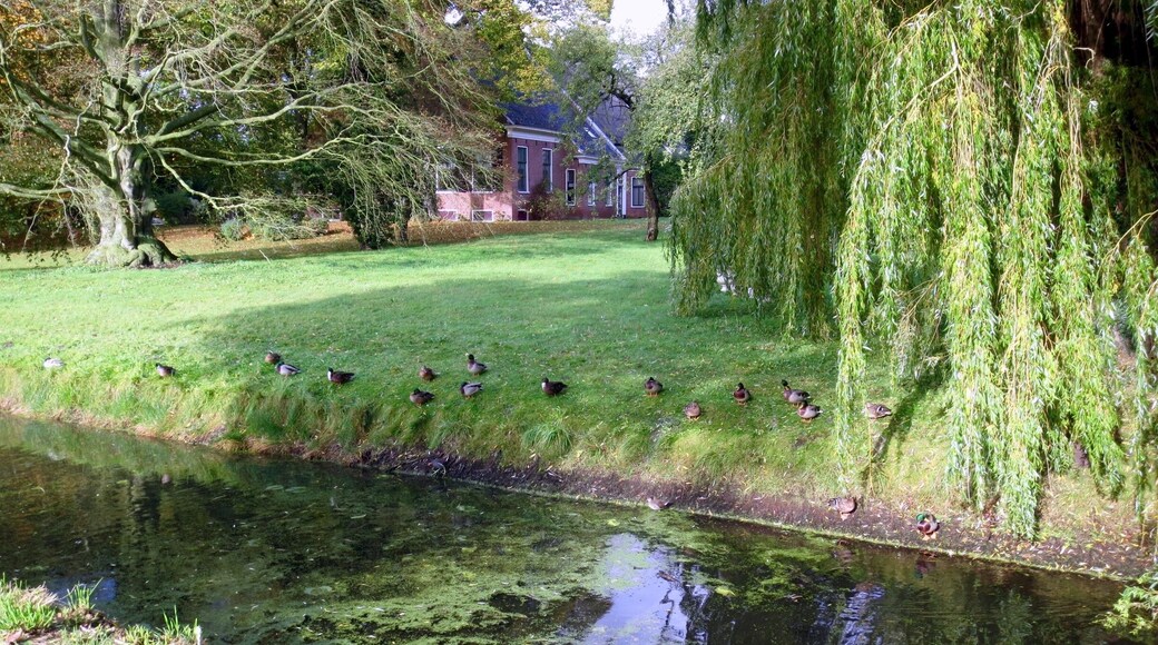 Bovenhuizen, Waddenzeeroute, Eenden aan de rand van de sloot