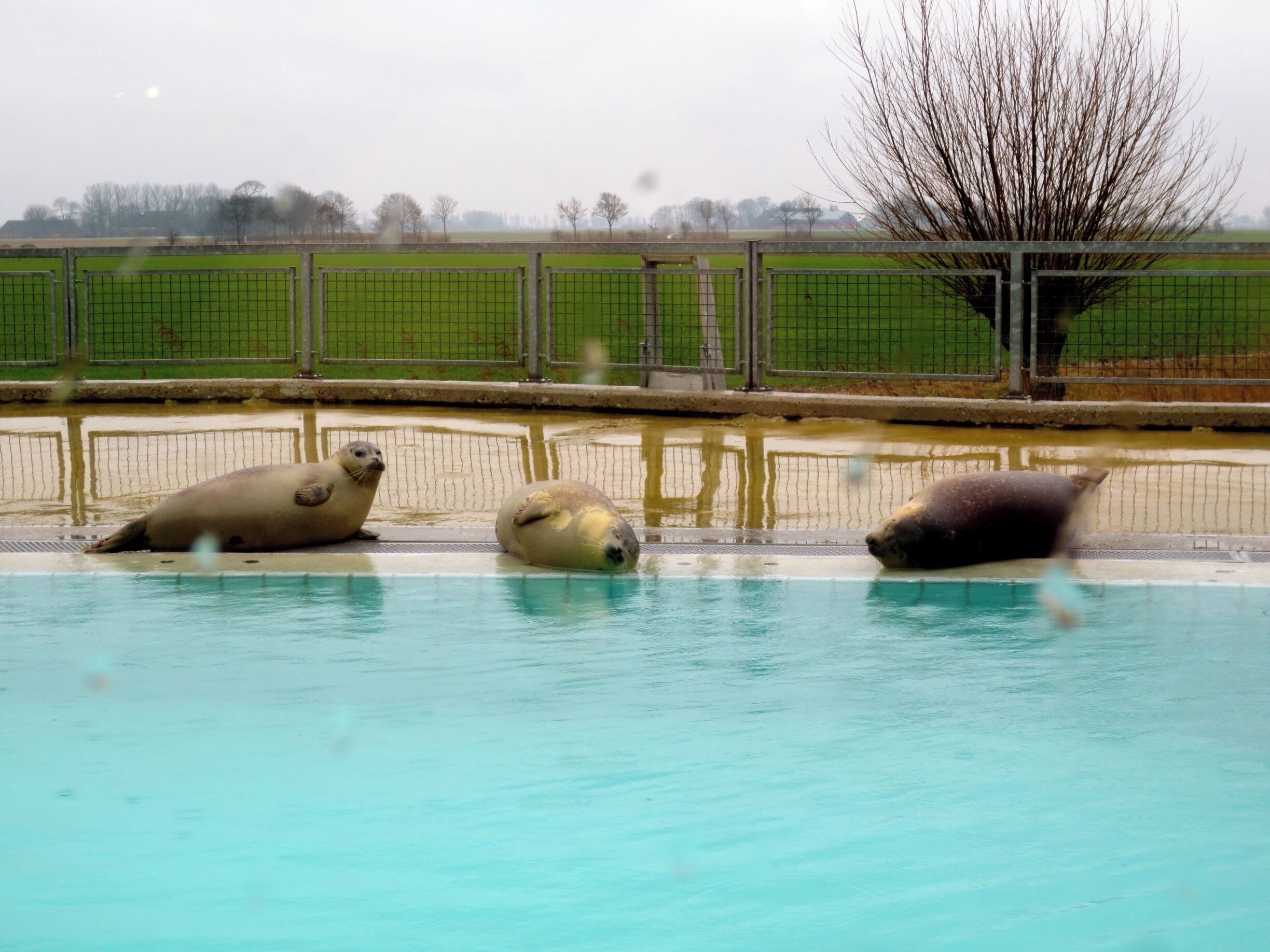 Zeehondencrèche, Seal rescue Center  

#KidsFun