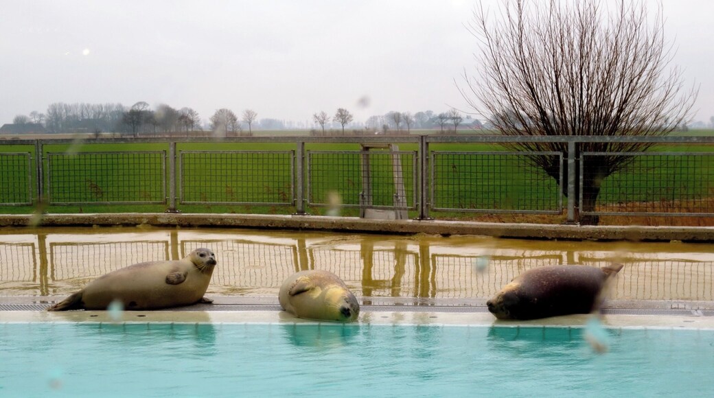 Zeehondencrรจche, Seal rescue Center
#KidsFun
