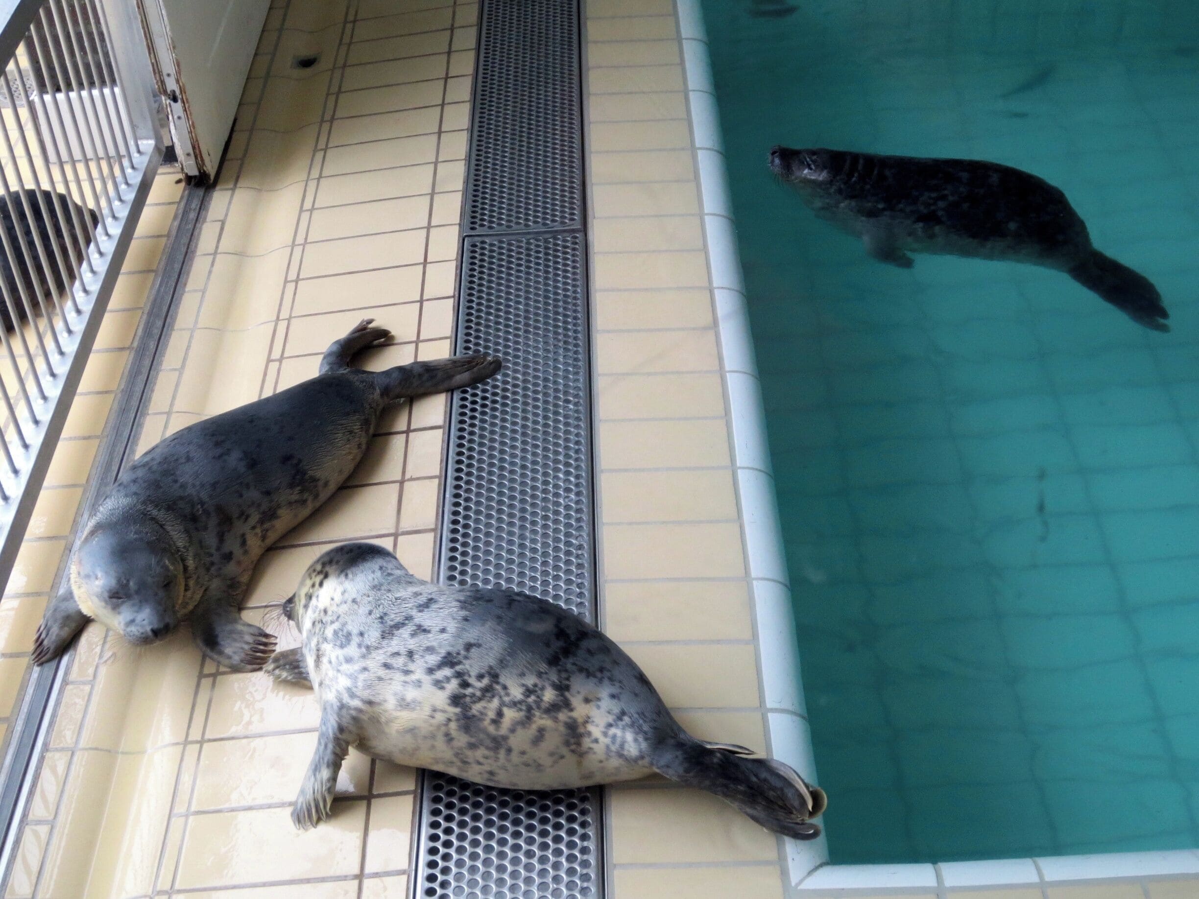 Zeehondencrèche, Seal rescue Center  

#KidsFun