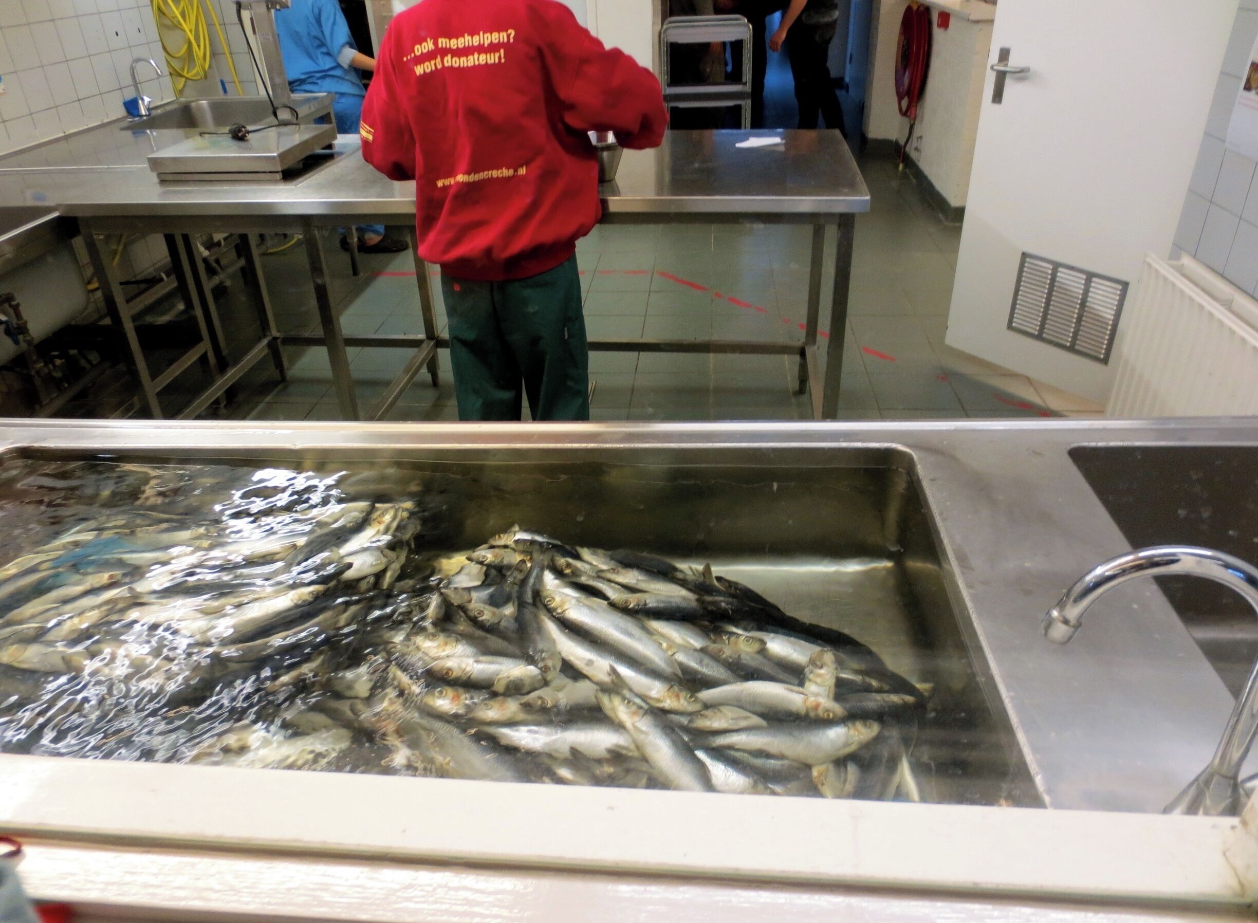 Zeehondencrèche, Seal rescue Center  

#KidsFun