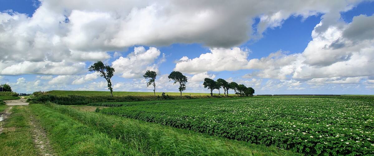 Potatoe fields near Pieterburen, Groningen, Netherlands