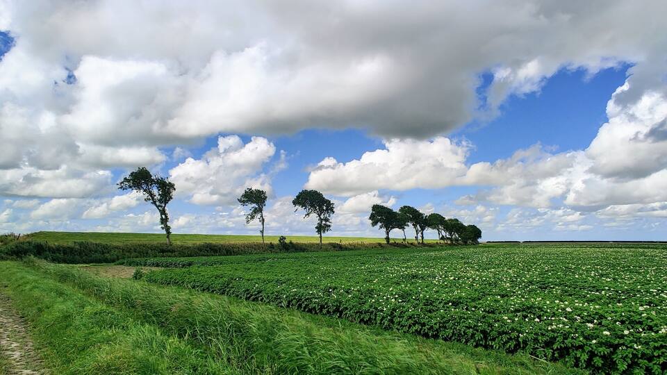 Potatoe fields near Pieterburen, Groningen, Netherlands