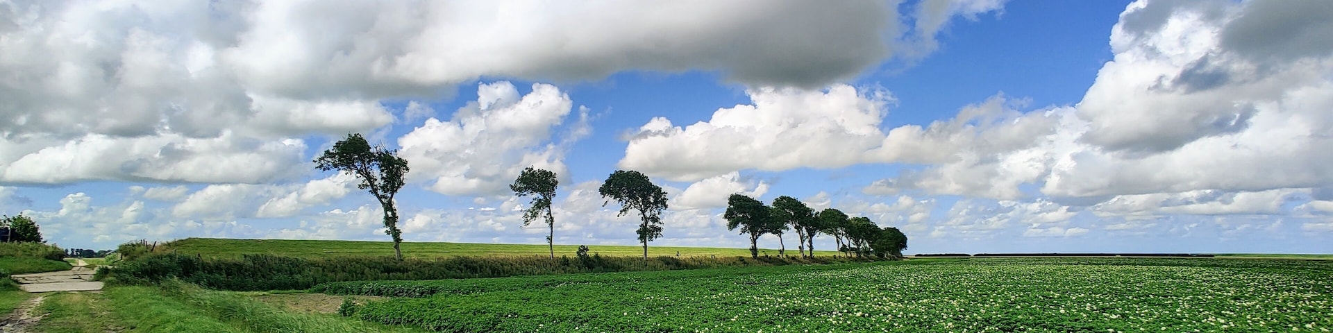 Potatoe fields near Pieterburen, Groningen, Netherlands