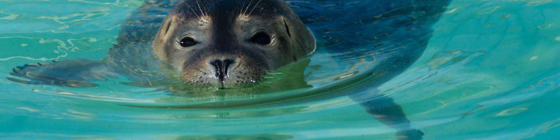 Sealpup
