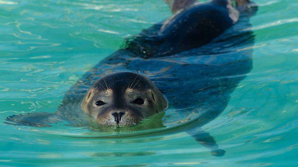 Sealpup