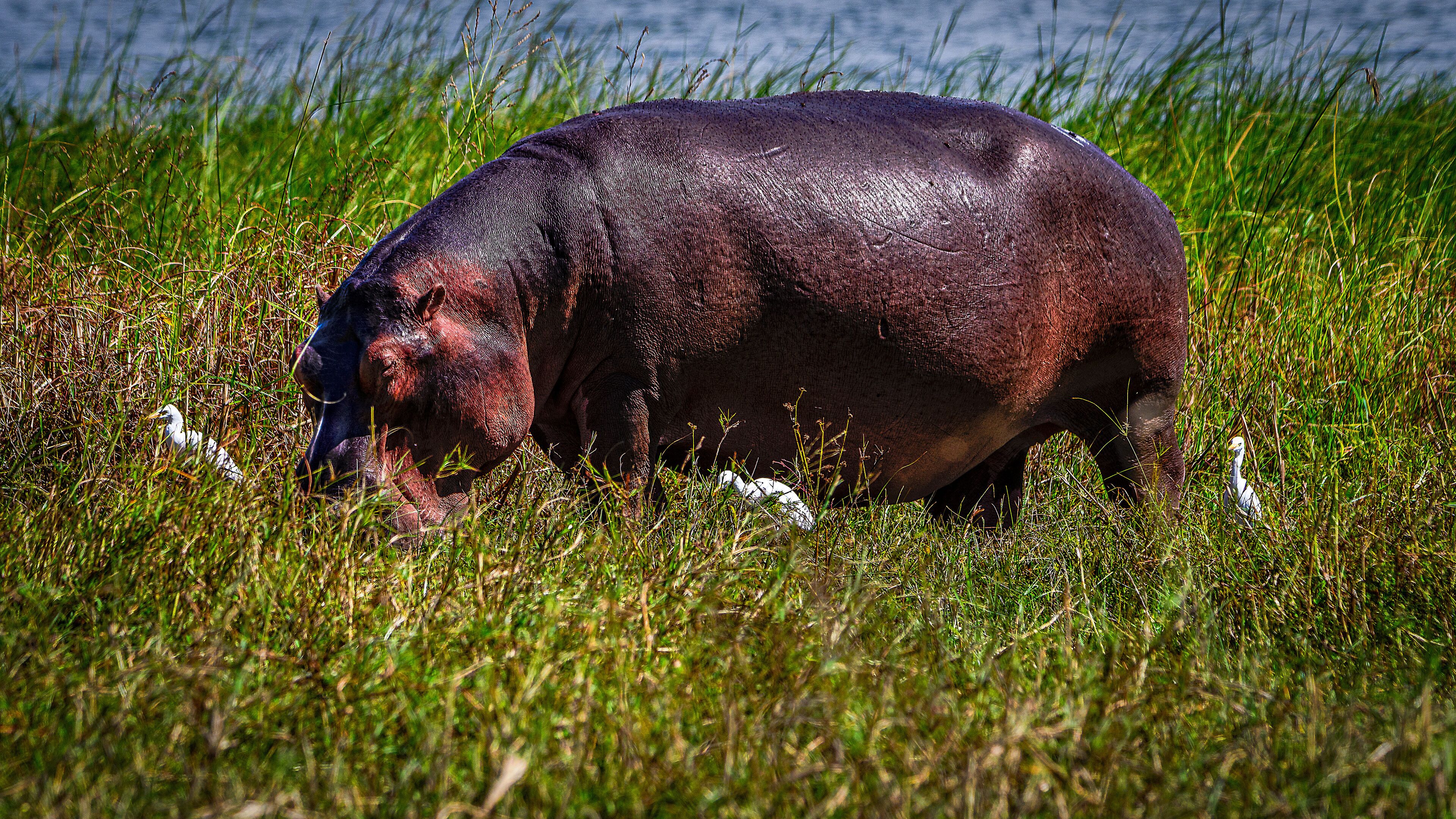 Flusspferde im Liwonde Nationalpark