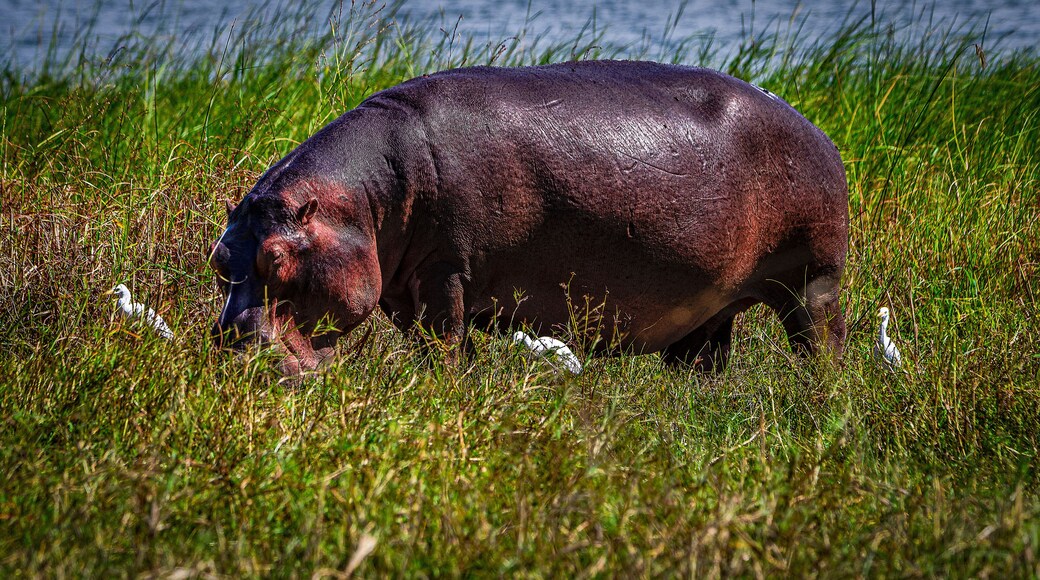 Flusspferde im Liwonde Nationalpark
