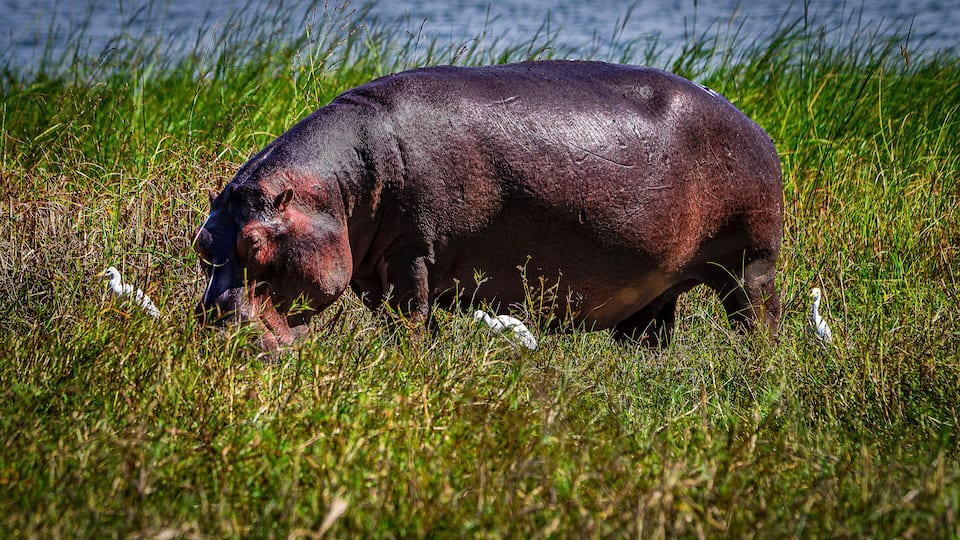 A hippopotamus in a grassy field with water in the background.