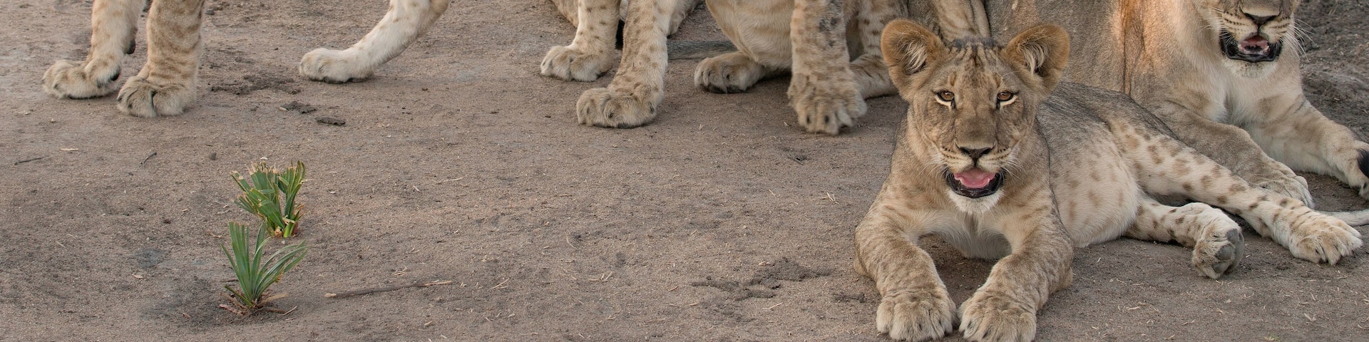 Five lion cubs in Liwonde National Park Malawi