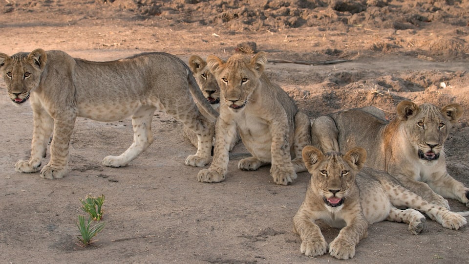 Four lion cubs on a dry, sandy terrain with sparse vegetation.
