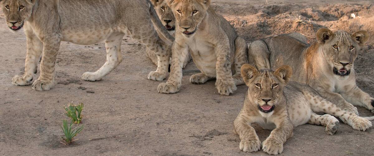 Four lion cubs on a dry, sandy terrain with sparse vegetation.