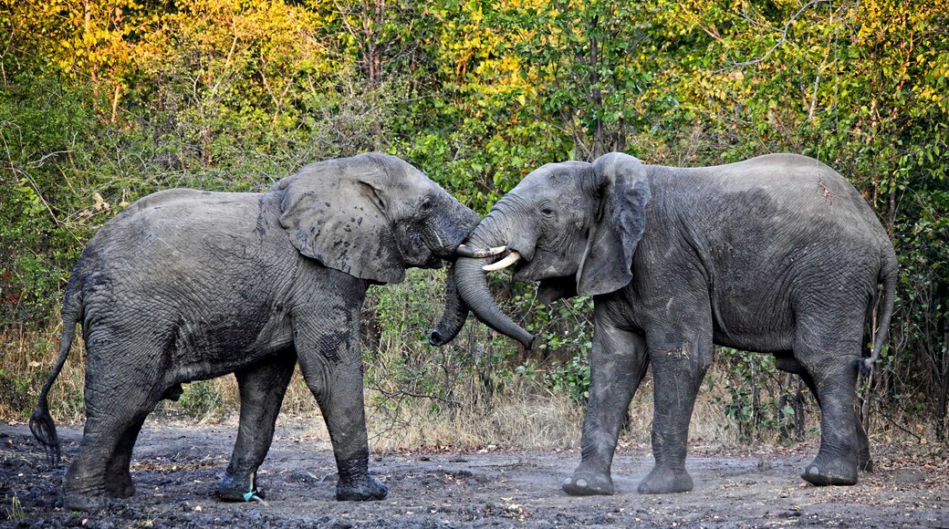 fighting elephants