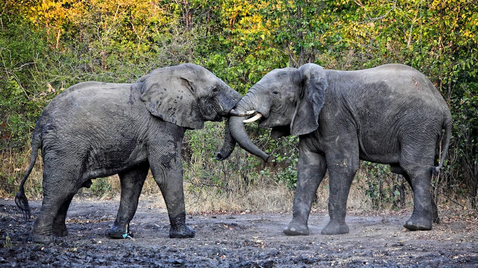 Two elephants in a muddy area with trees in the background.