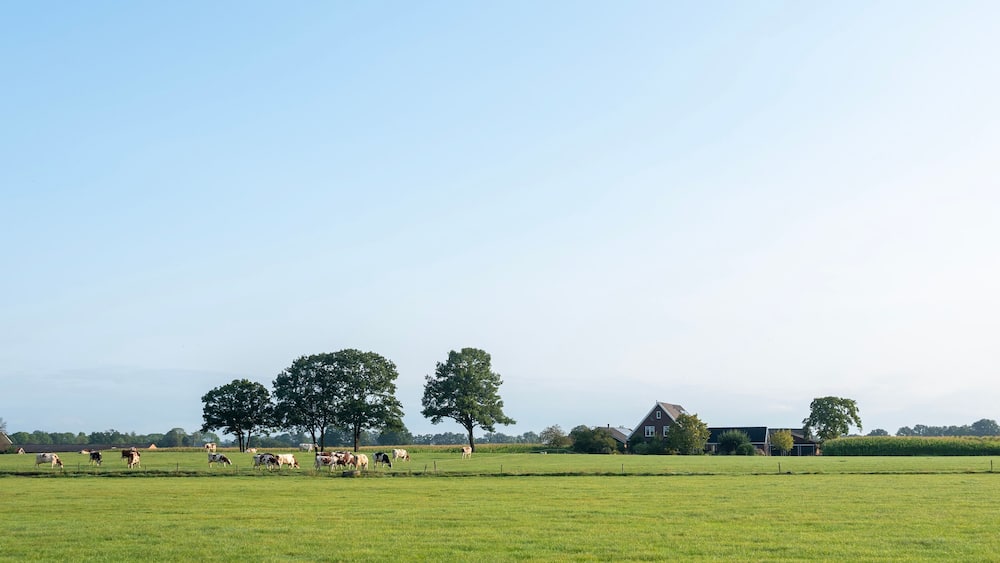 spotted cows in green meadow near farm in dutch achterhoek on sunny summer morning
