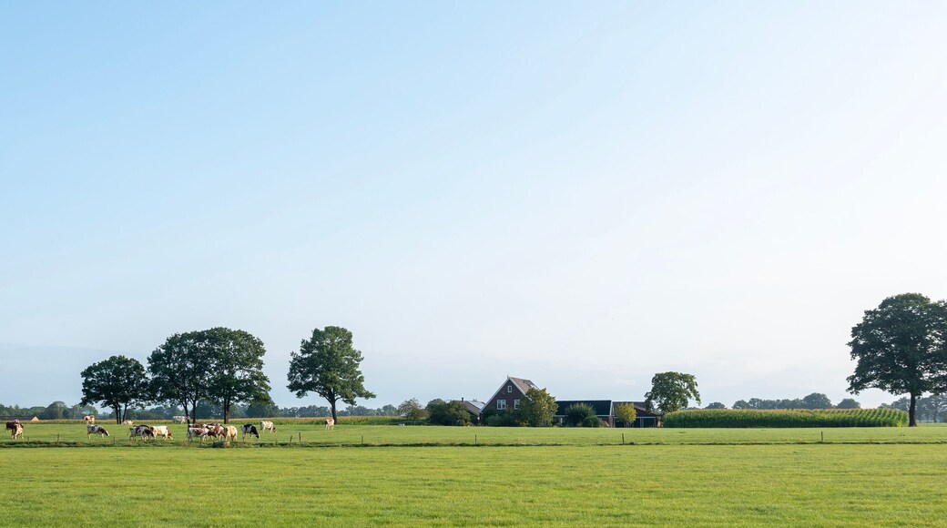 spotted cows in green meadow near farm in dutch achterhoek on sunny summer morning