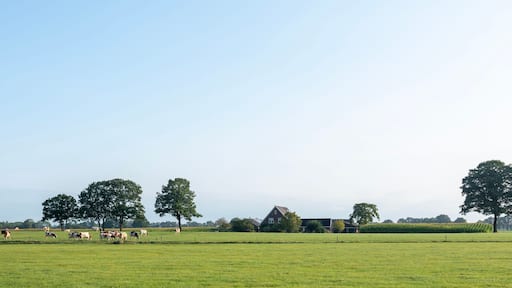spotted cows in green meadow near farm in dutch achterhoek on sunny summer morning
