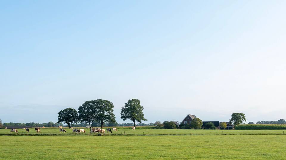 A rural landscape with a green field, several cows grazing, and a few trees and buildings in the background.