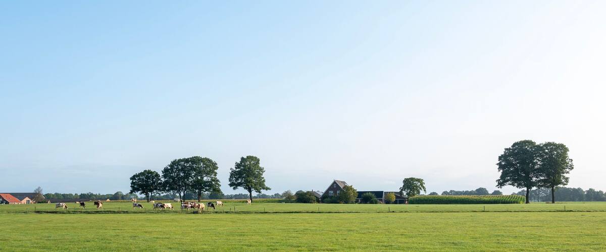 A rural landscape with a green field, several cows grazing, and a few trees and buildings in the background.