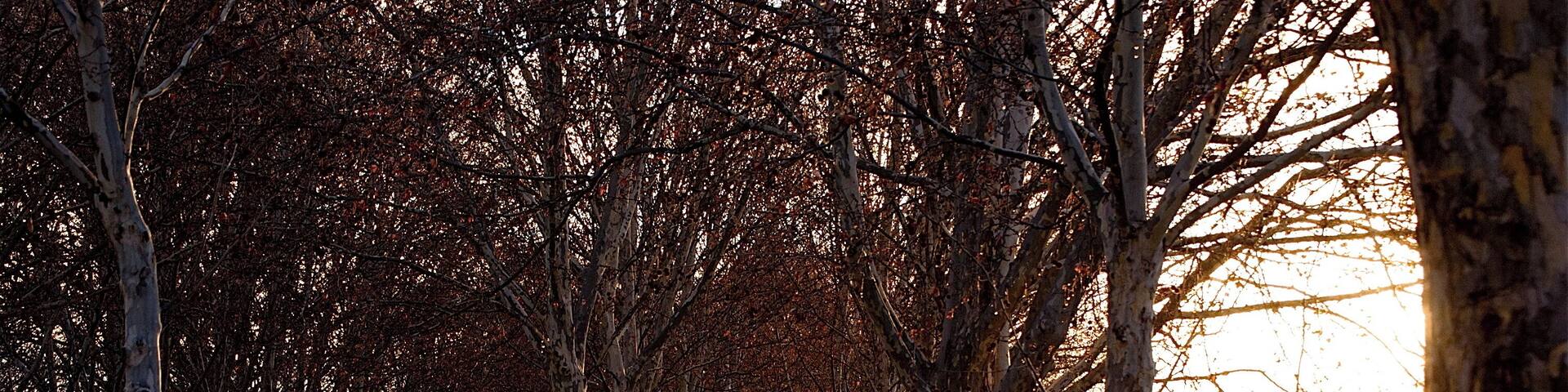 The so-called "poplar walk" in San Fernando de Henares, Madrid.