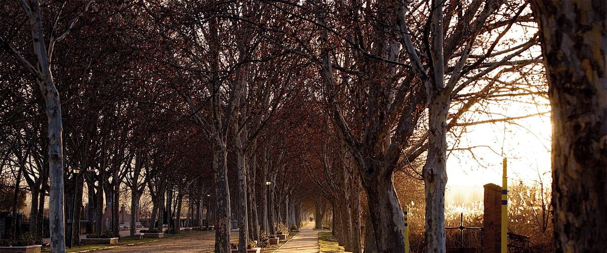 A tree-lined pathway in a park with benches and planters.