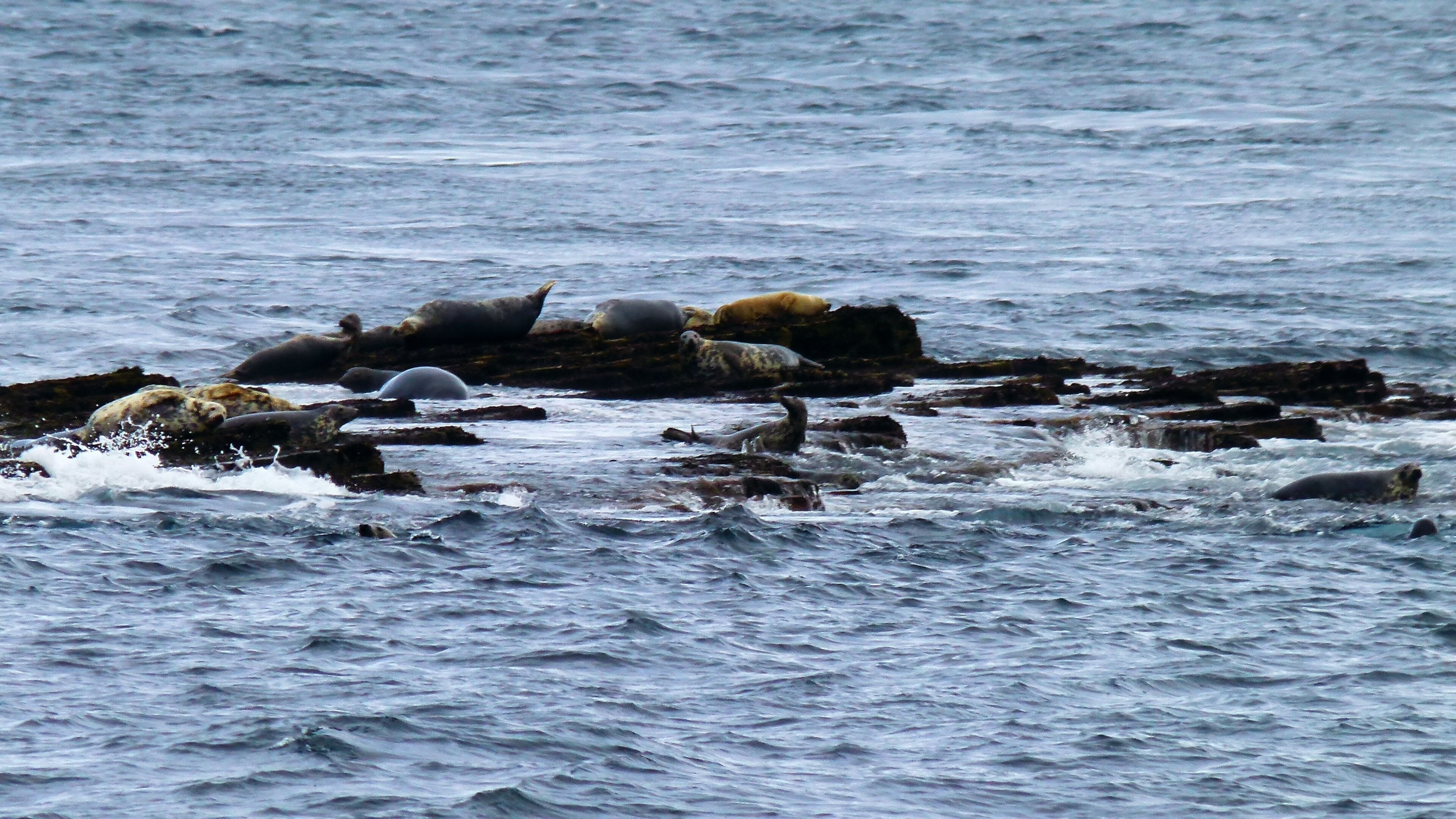 Lazy Seals