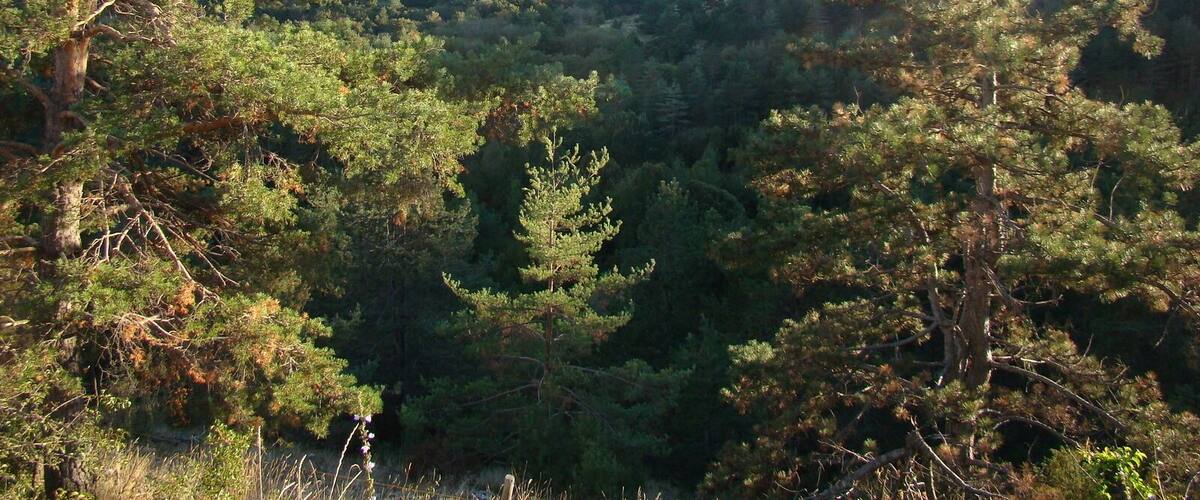 A dense forest with a hill in the background.