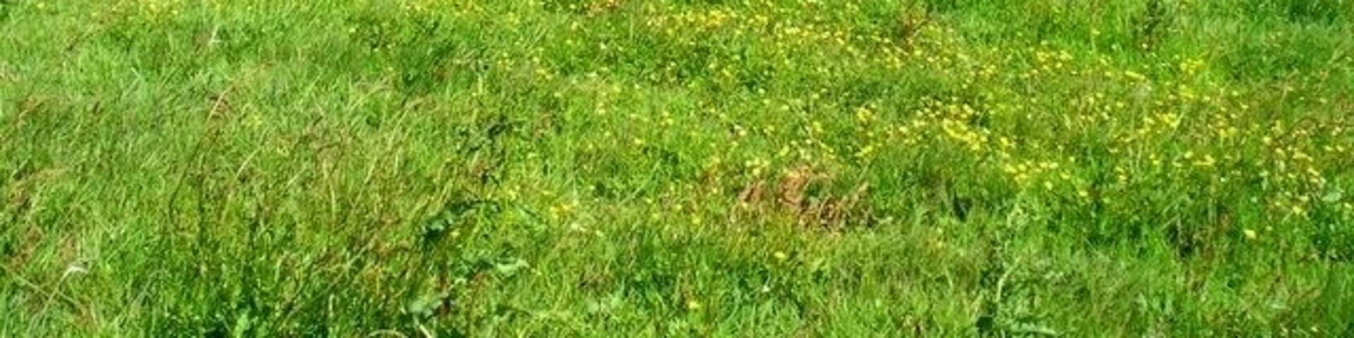 Lairo Water This water on the north coast of Shapinsay is separated from Veantrow Bay by an ayre. Orcadians use the name ayre for the storm beaches dividing sea from lakes.