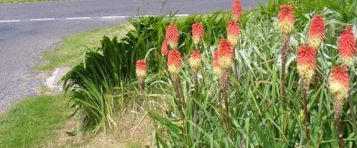 By Ward Hill, Shapinsay, Orkney islands The spinal road across the island runs north of its highest point at 64 metres (210 feet) high at Ward Hill. Many of the farms have these distinctive "red hot pokers", or kochia, blooming at the roadsides in June. In the distance here, beyond the pastures, is the tidal Ouse and Veantrow Bay.