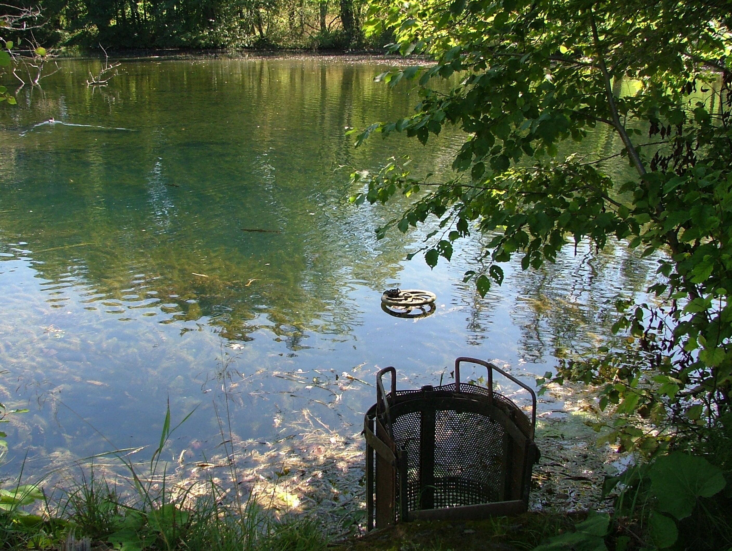 Die Günz füllt den Weiher.