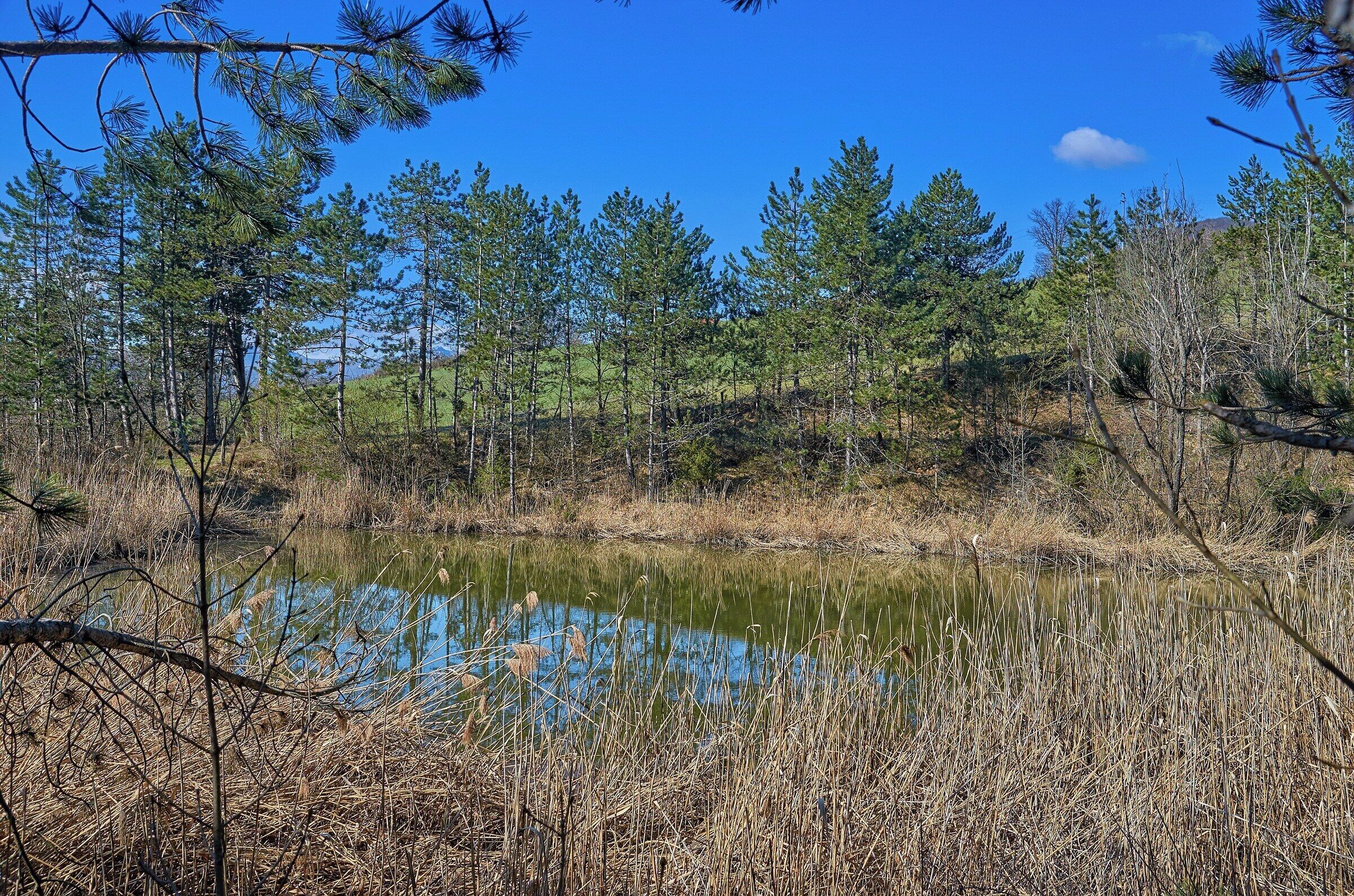 Laghetto tra i pini