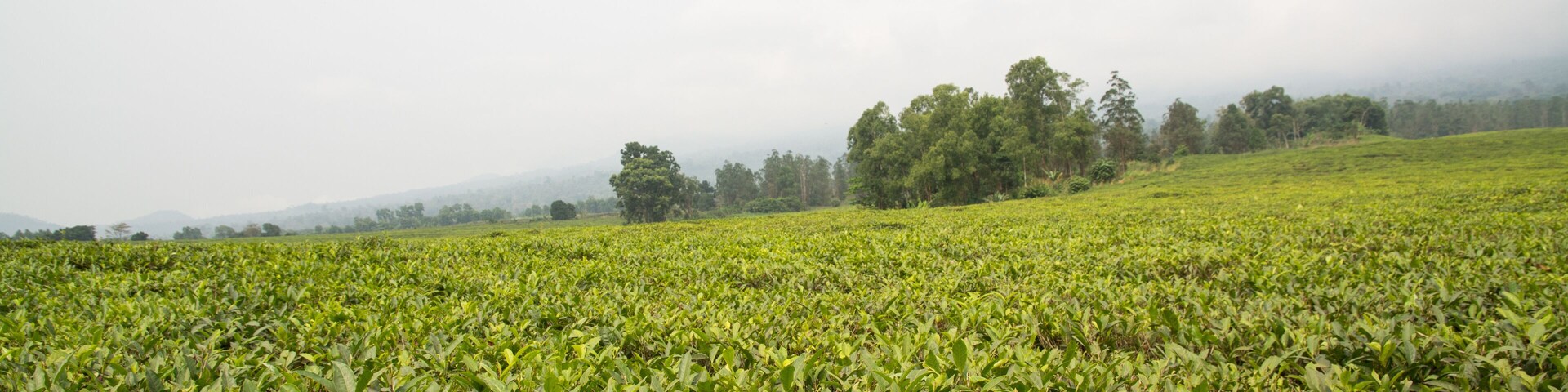 Una exuberante plantación de té verde con un fondo brumoso y colinas distantes.
