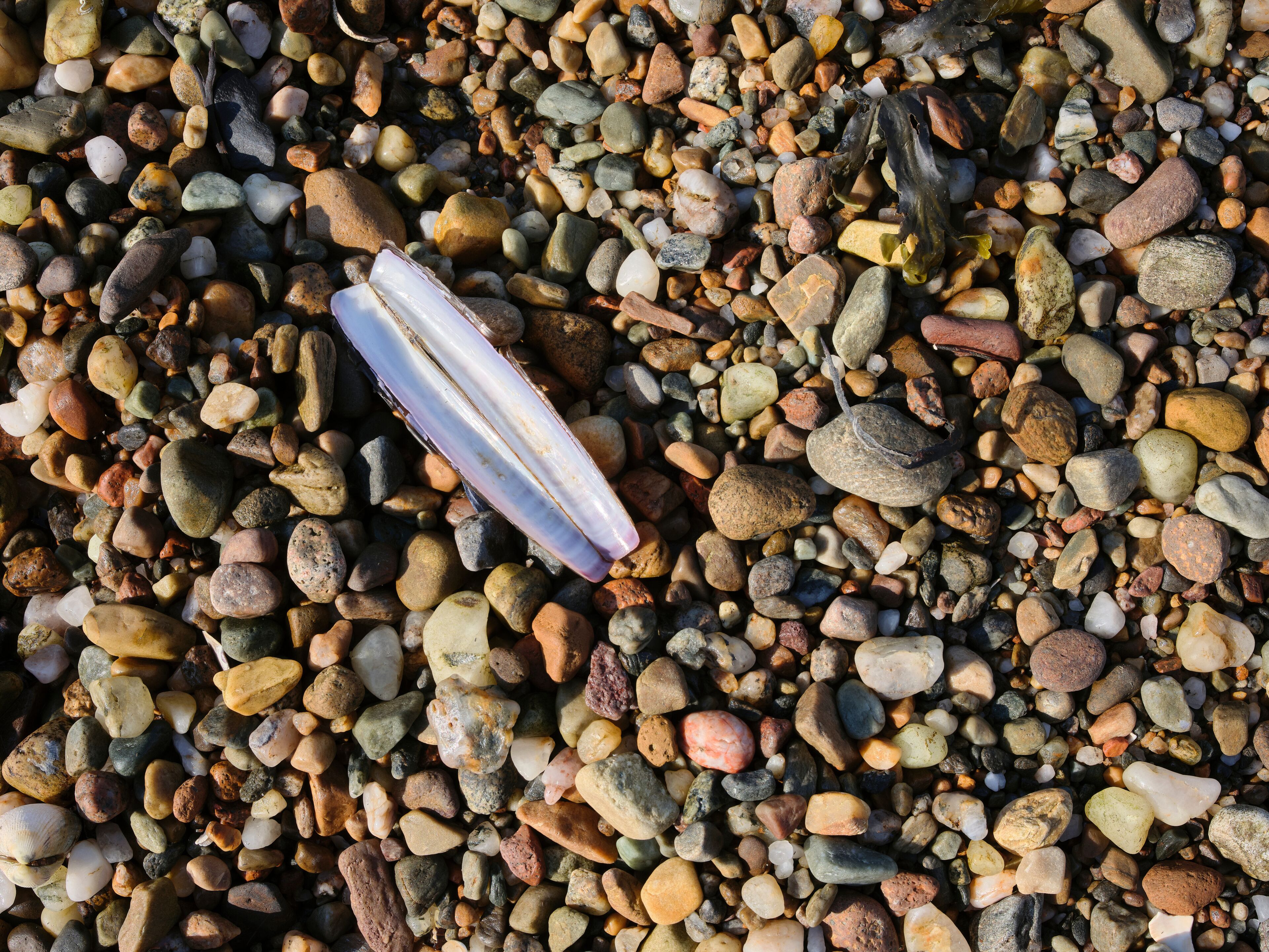 A collection of multicolored pebbles and a single piece of white shell.
