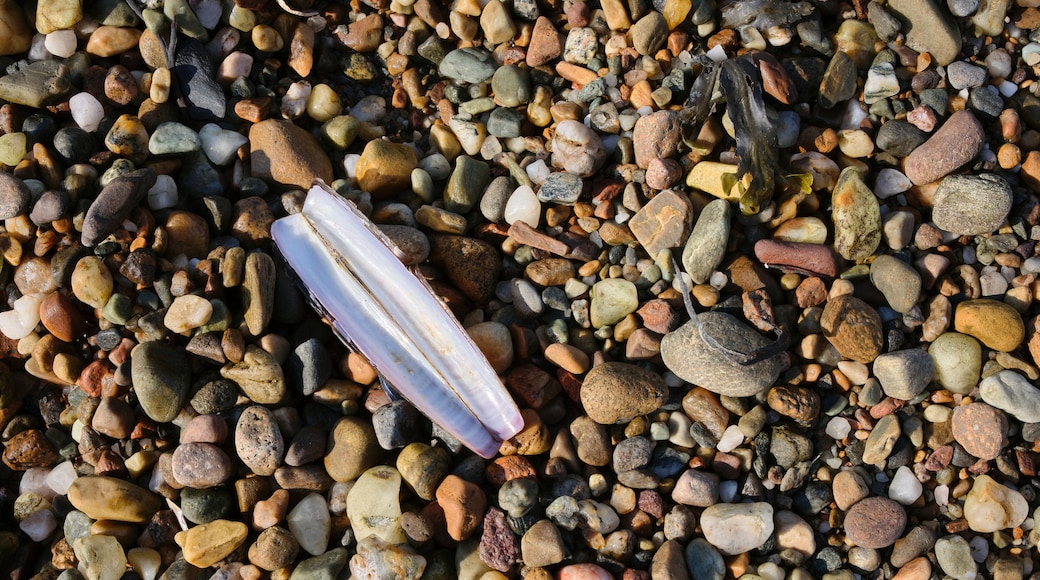 A collection of multicolored pebbles and a single piece of white shell.