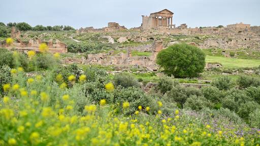 Scenic View of Ancient Roman Ruins at Dougga Archaeological Site with Vibrant Yellow Wildflowers in Foreground, Tunisia