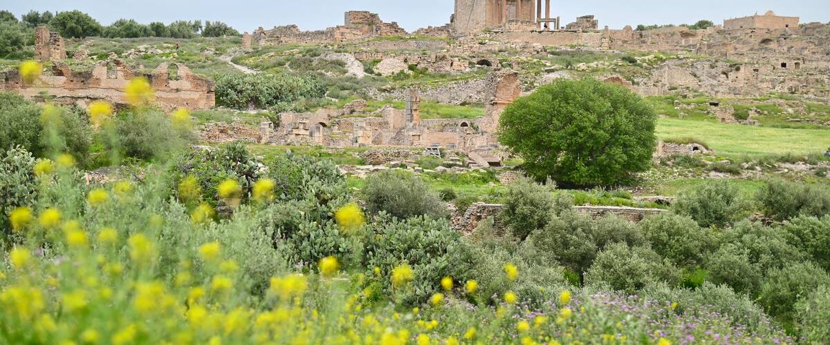 Ancient ruins with a prominent temple structure amidst lush greenery and scattered yellow flowers.