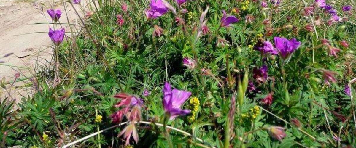 Bloody Cranesbill Not an expletive but its proper name! This beautiful member of the geranium family grows wild and free on the Coll machair, interspersed with lady's bedstraw and wild thyme.