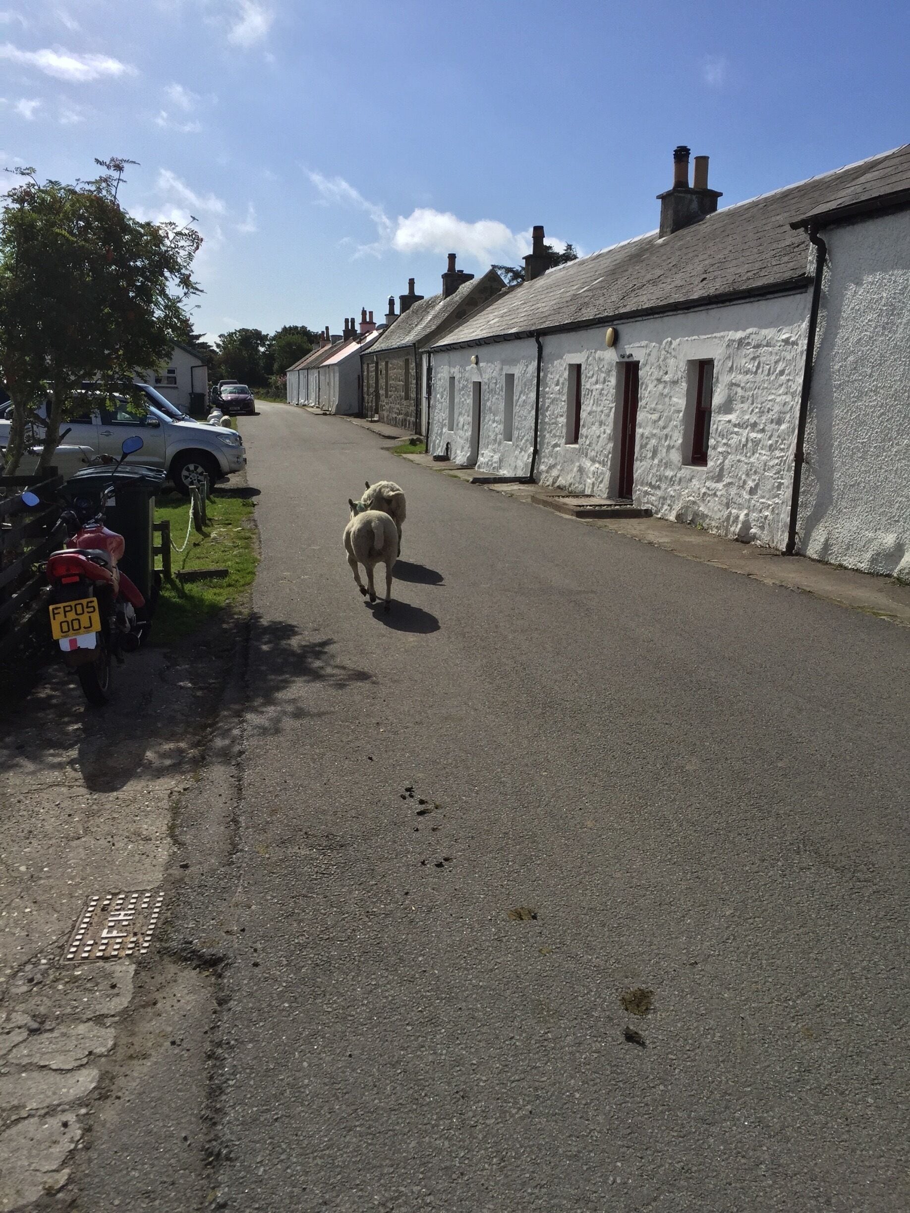 Rush hour on the Isle of Coll, Scotland. Beautiful island.