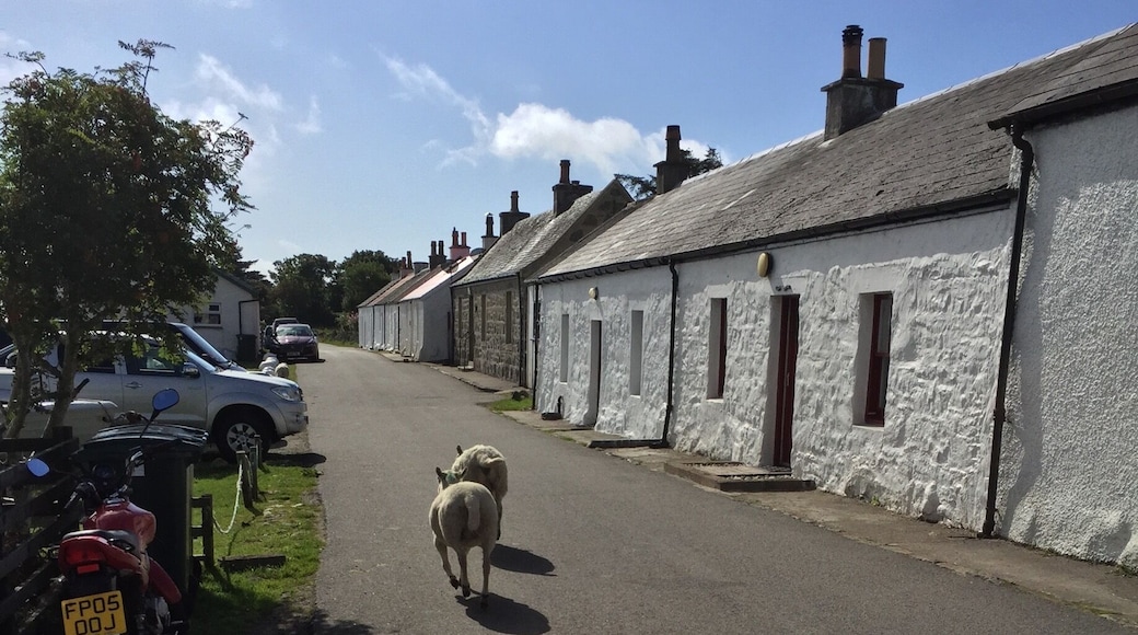 Rush hour on the Isle of Coll, Scotland. Beautiful island.