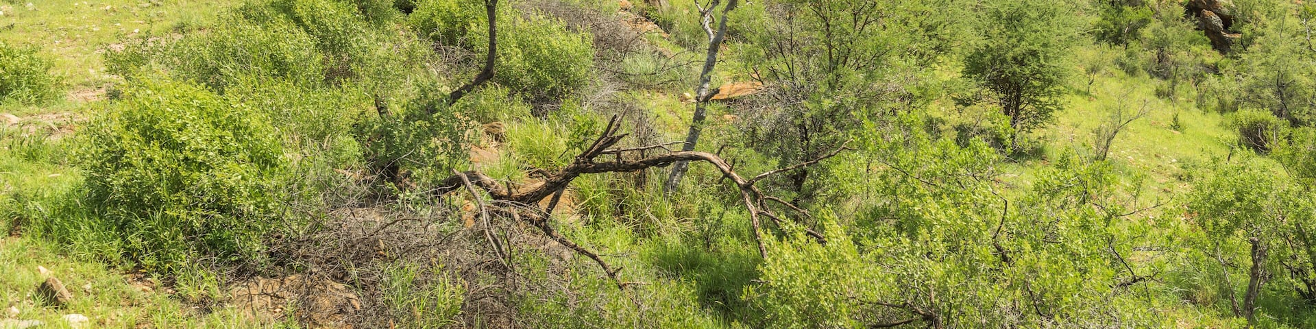 Berge und Busch Landschaft im Osten Namibias auf der Strecke nach Okahandja, Khomas, Namibia