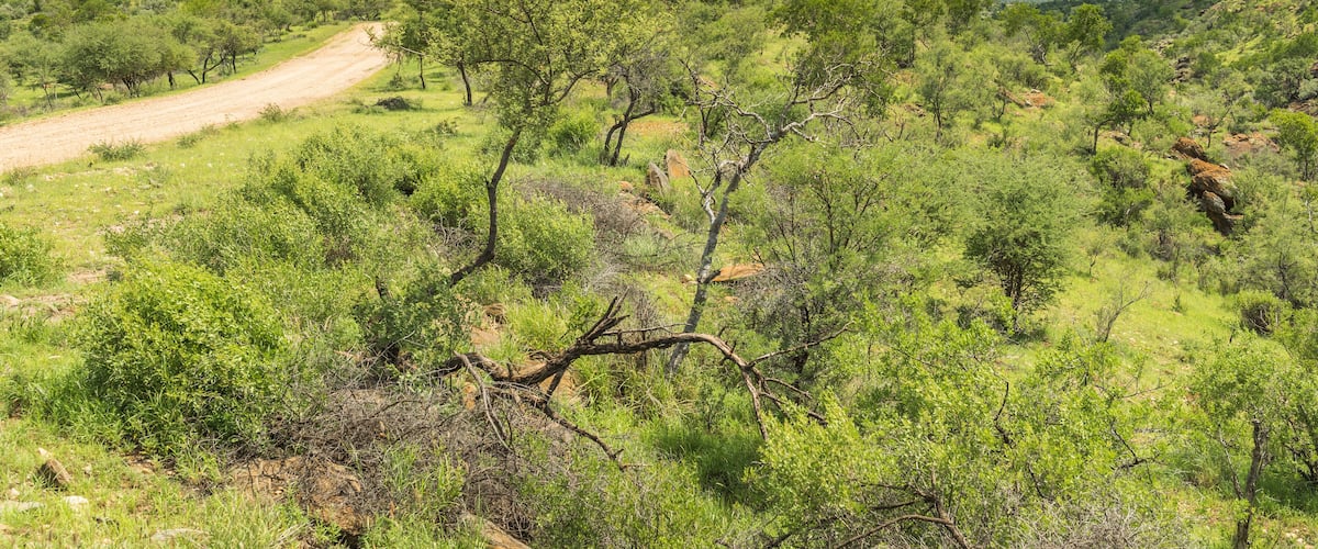 A dirt path winding through a green landscape with scattered trees and hills in the background.