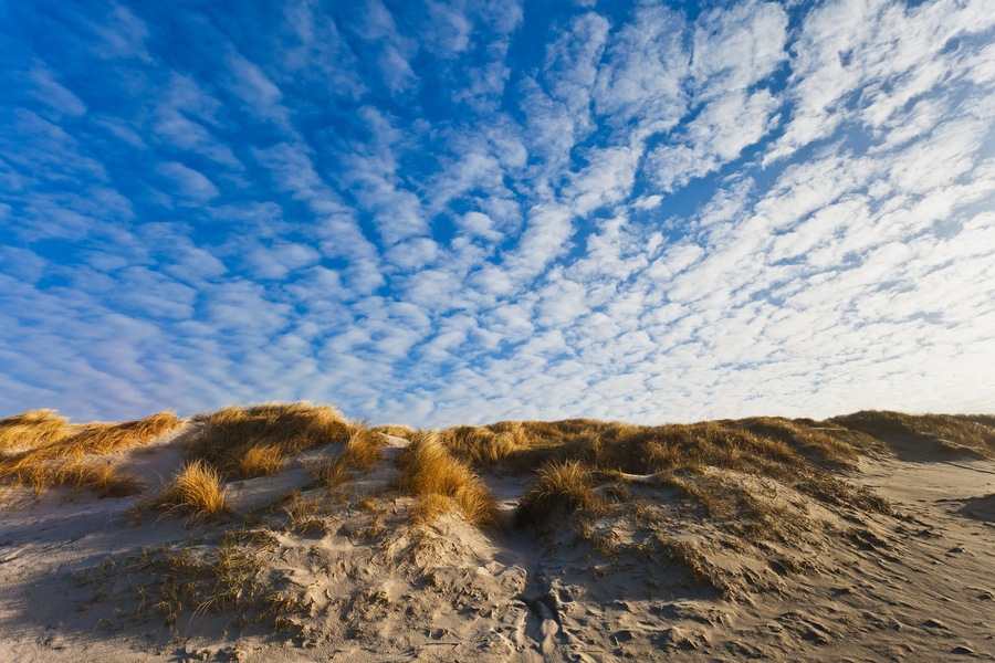 Dunes at the Danish North Sea coast at the beach of Henne