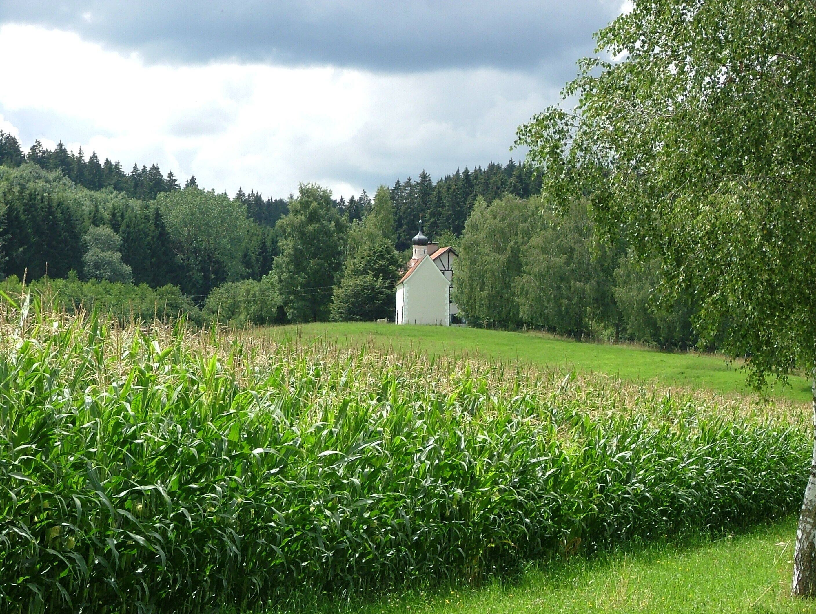 A white church in a lush green field with a forest in the background.