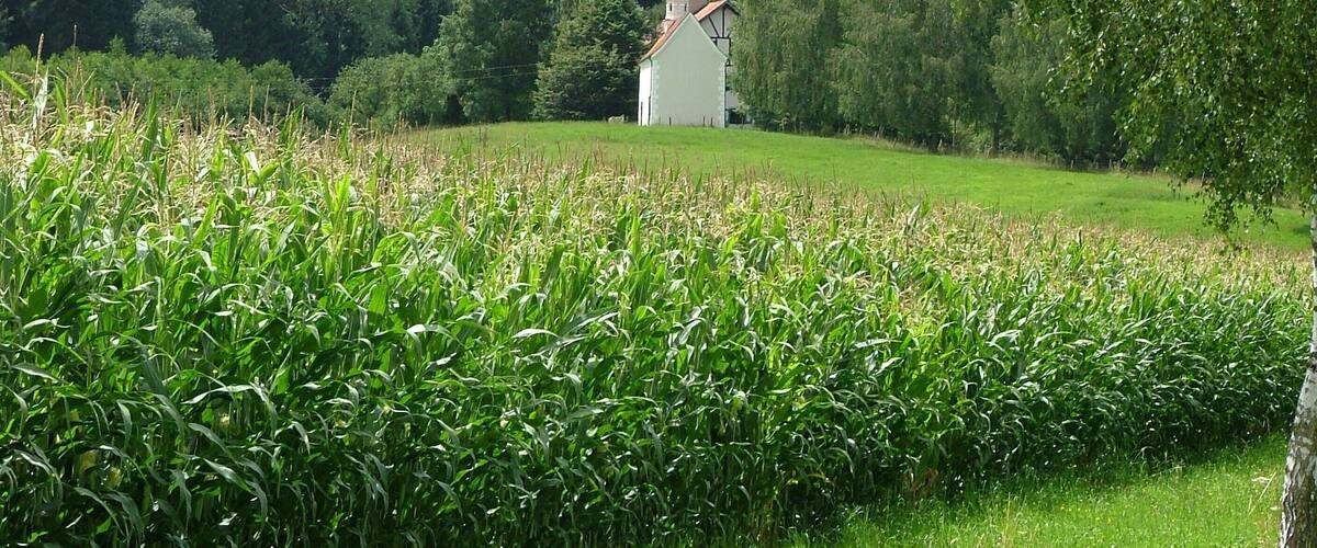 A white church in a lush green field with a forest in the background.