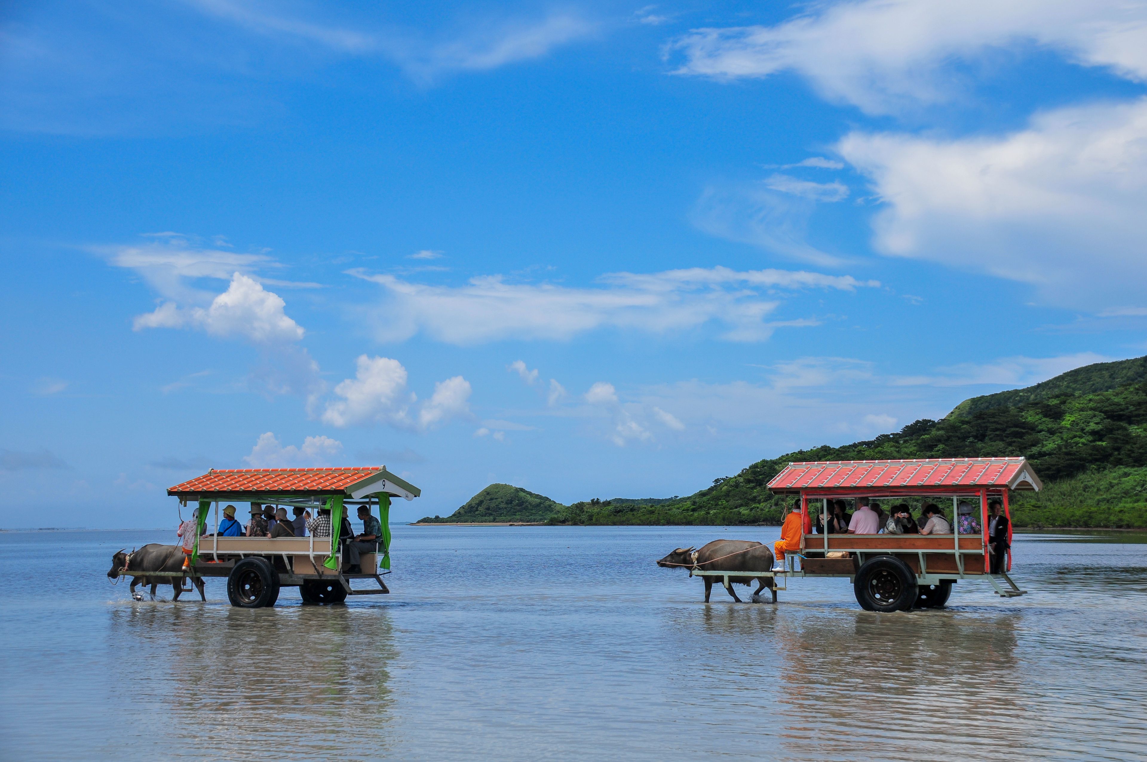 西表島の水牛車　Buffalo cart on Iriomote Island, Okinawa