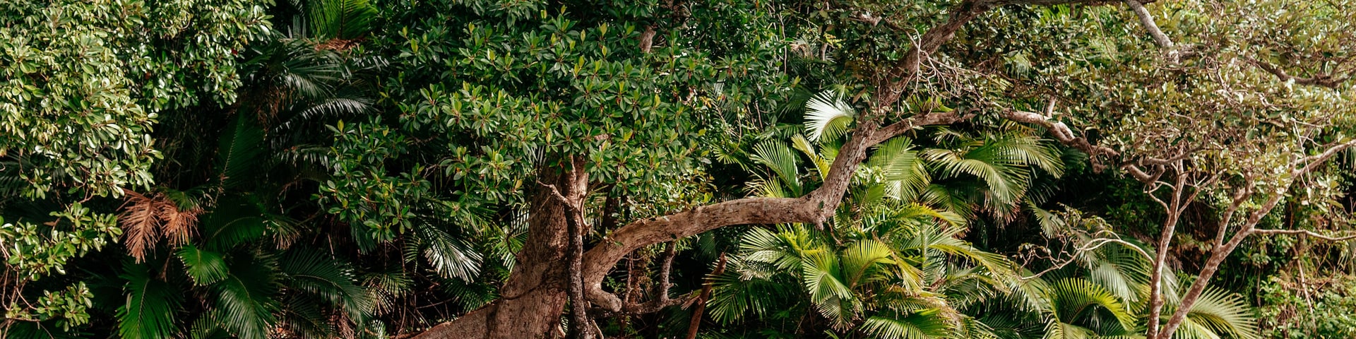 Une forêt tropicale dense, avec un grand arbre qui surplombe une étendue d’eau.