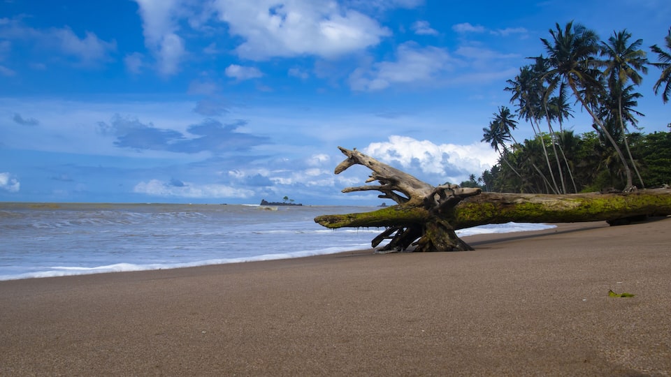 A beach with a fallen tree, palm trees, and the ocean.