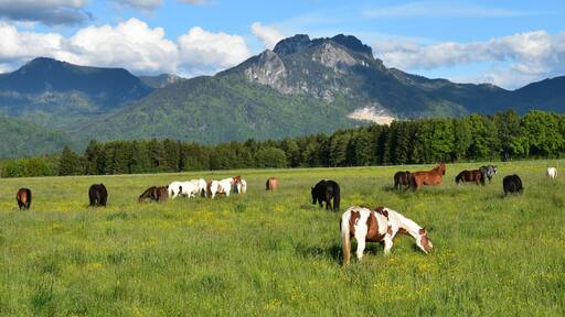 Pferde verschiedener Rassen auf der Weide