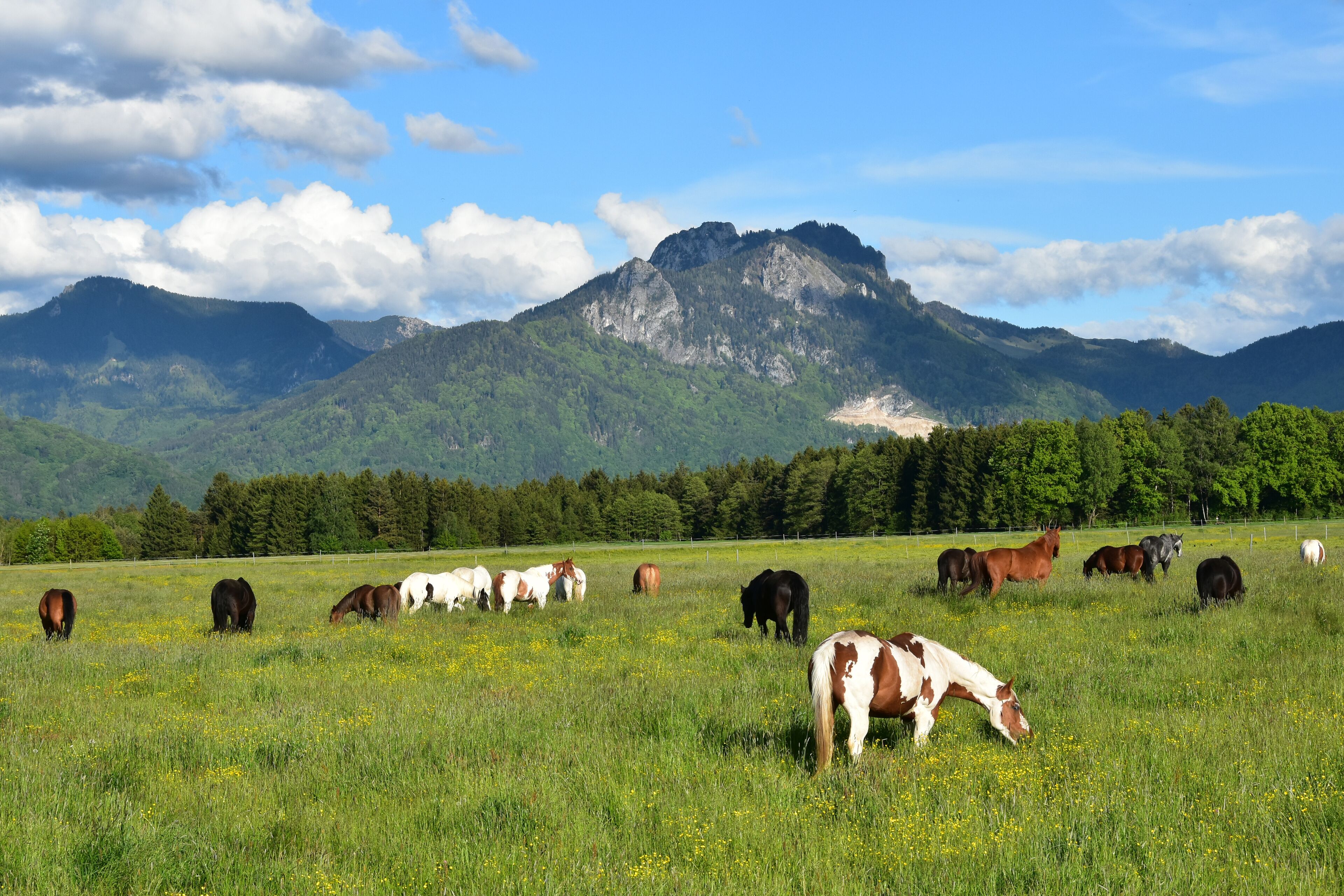 A grassy field with horses grazing, a mountain range in the background, and a clear sky.